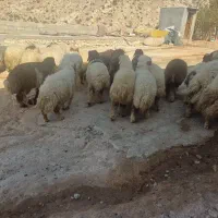 کاور پروآر|حیوانات مزرعه|ایلام, |دیوار