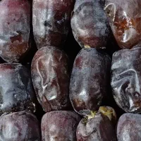 خرمایی درجه یک باغ دشت بم|خوردنی و آشامیدنی|بم, |دیوار