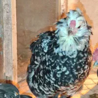 ۳تاحیون گلین فول