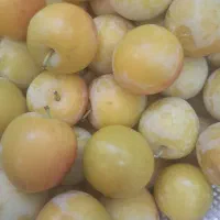 آلو ارگانیک و درجه 1