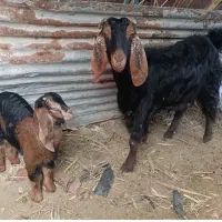 بزو وبزغاله|حیوانات مزرعه|سرپل ذهاب, |دیوار