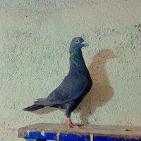 ابلغ.ساده.افشون.سادهکاکلی.سرور|پرنده|چناران, |دیوار