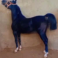 نریون عرب ایرانی