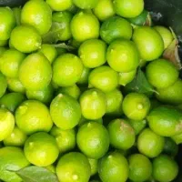 خریدار لیمو