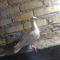 کبوتر