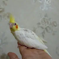 جوجه عروس هلندی سرلاکی|پرنده|بندر ماهشهر, |دیوار