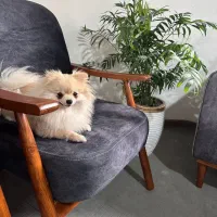 سگ گمشده