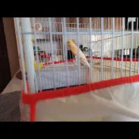 فروش قناری نر  خوش آواز  آماده جفت گیری