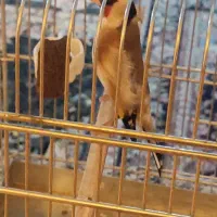 سهره مست همه چی تموم