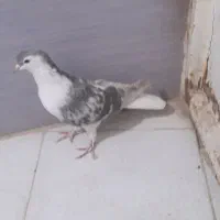 کفتر‌ساده‌ماده