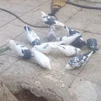 تعدادی کبوتر بخاطر کمبود جا فروخته میشود