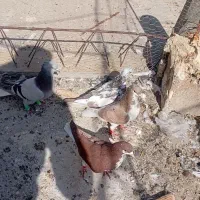 کبوتر|پرنده|شیراز, سفیرشمالی|دیوار