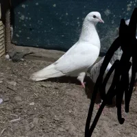 کبوتر|پرنده|میناب, |دیوار