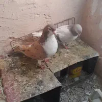 کفتر ساده هفت رنگ ماده ساده صندل