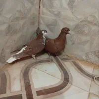 کفتر