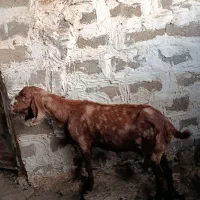 بز پاکستانی
