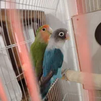 یک جفت طوطی کوتوله‌