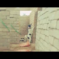 بز میش بره بیگ گوساله گاو