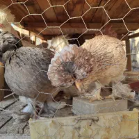 مرغ و خروس و جوجه دوتک