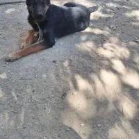 توله ژرمن اصلی درجه یک|سگ|شهرکرد, |دیوار