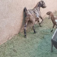 بز آلپاین با دوبزغاله ومورسیا و پاکستانی ابستن|حیوانات مزرعه|ماهان, |دیوار