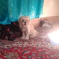 سگ نژاد شیتزو  ۲ساله نر ۲۵۰۰۰۰۰