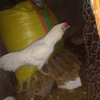 خروس محلی نژاد دار