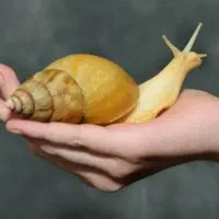 حلزون سوپر مولد 80 عدد سرحال