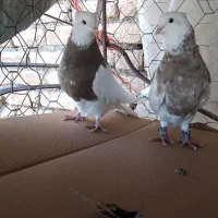 کبوتر طوقی|پرنده|دهگلان, |دیوار