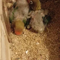 جوجه سرلاکی طوطی برزیلی سبز کله قرمز|پرنده|شیراز, شهرک سعدی|دیوار