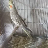 طوطی ملنگو نربا قفس وعروس هلندی نر و ماده بالغ با|پرنده|شیراز, درکی|دیوار