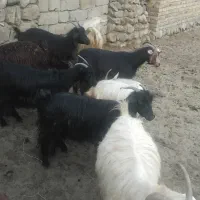 یک‌عدد‌بز‌هفت‌عدد‌‌گیسک‌مخصوص‌نگهداری‌و‌قربانی