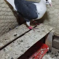 جوجه گراف سیاه و ذاغ
