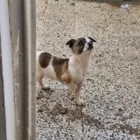 پاکوتاه6ماهه نر