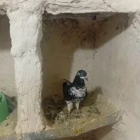 فروش کبوتر|پرنده|چناران, |دیوار