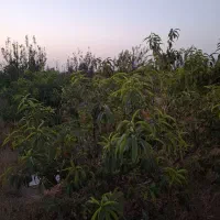 فروش باغچه ۱۰۰۰متری قابل تهاتر