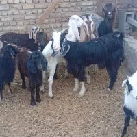 بز وکعره