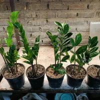 زاموفیلیا|گل و گیاه طبیعی|سلماس, |دیوار