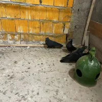 کبوتر زاغ گرهن|پرنده|قشم, |دیوار
