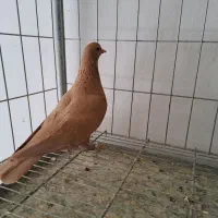 کبوتر دم سیاه و زرد کرمانی|پرنده|بیرجند, |دیوار