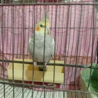عروس هلندی نر شیطون