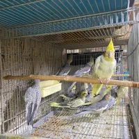 انواع طوطیسانان|پرنده|میاندوآب, |دیوار