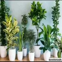 خدمات باغبانی هرس کاری گل  کاری تمام نقاط تهران