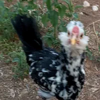 خروس گلین معاوضه با مرغ ...