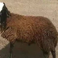 گوسفند وبز|حیوانات مزرعه|پاکدشت, پاکدشت (مامازند)|دیوار