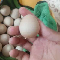 تخم مرغ محلی شاخدار