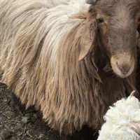 فروش بره نر چاق و سر حال