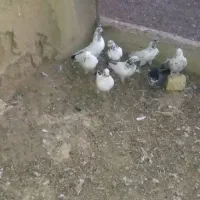 کفتر|پرنده|ساروق, |دیوار