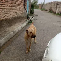 سگ سراب ماده