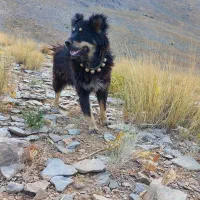 ۴تا سگ گله ای۳تا نر ۱ لاس  قیمت ۴۵ تومن|سگ|چادگان, |دیوار